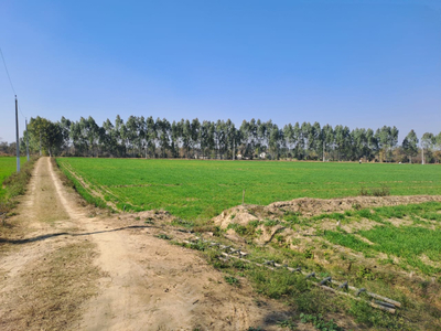 Agricultural Land 9 Acre for Sale in Ratia, Fatehabad