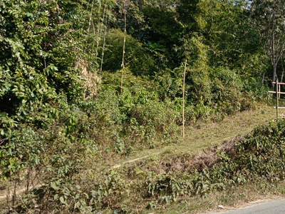 Agricultural Land 96 Bigha for Sale in Ghungoor, Silchar