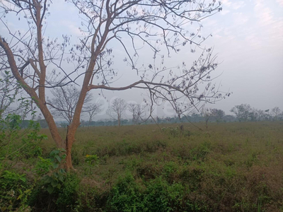 Farm land at hailakandi , Assam