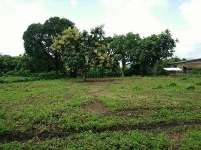 1310 sq ft Plot for sale at Rs 11.53 lacs in Fido IKYAS Gardenia in Miyapur, Hyderabad