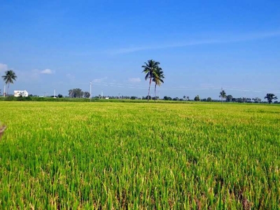 Agricultural Land 5 Acre for Sale in Pedana, Krishna