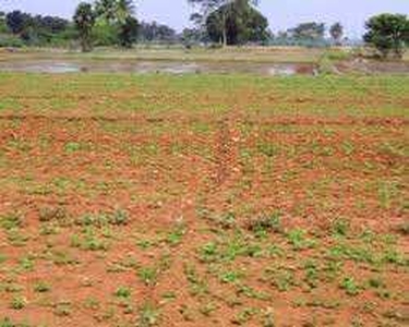 Agricultural Land 3100 Sq. Yards for Sale in Ramnagar, Sonipat