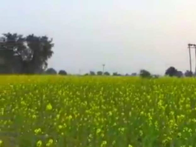 Agricultural Land 7 Acre for Sale in Nalwa, Hisar