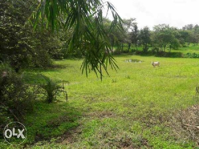 Commercial Land 8 Acre for Sale in