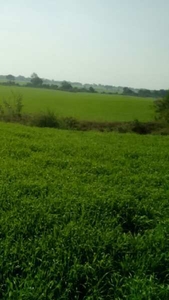 Agricultural Land 9 Acre for Sale in Noorwala, Panipat