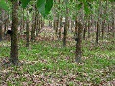 Agricultural Land 6 Acre for Sale in Narkhed, Nagpur