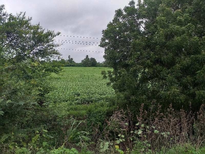 Agricultural Land 3 Bigha for Sale in Mhow Road, Indore