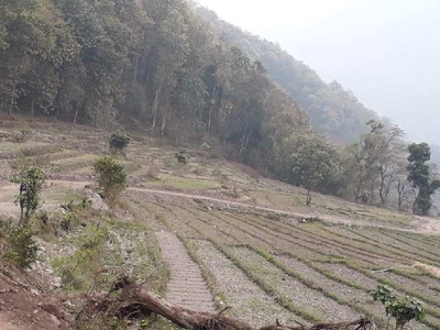 Agricultural Land 5 Acre for Sale in Rangpo, East Sikkim