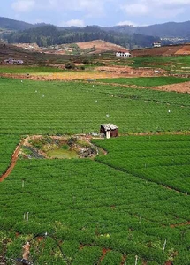 Agricultural Land 50 Cent for Sale in Muthorai Palada, Ooty