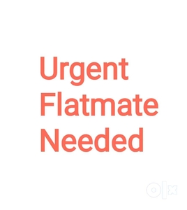 Urgent Flatmate Needed