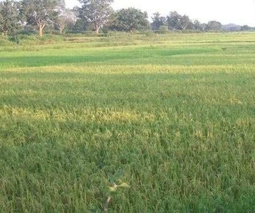 Agricultural Land 1 Acre for Sale in Jabera, Damoh