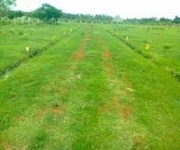 Agricultural Land 15 Acre for Sale in Jabera, Damoh