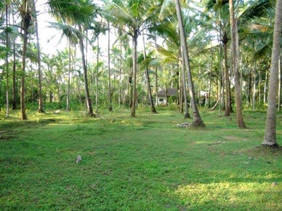 15 Cent Residential Plot for Sale in Chelapram, Kozhikode