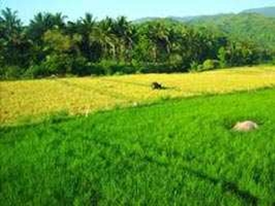 Agricultural Land 20 Guntha for Sale in