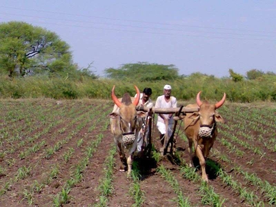 Agricultural Land 4 Acre for Sale in Umarga, Osmanabad