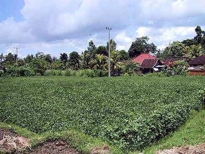 Agricultural Land 40 Acre for Sale in