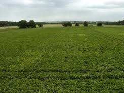 Agricultural Land 45 Bigha for Sale in