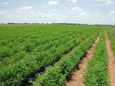 Agricultural Land 65 Acre for Sale in Rajpipla, Narmada