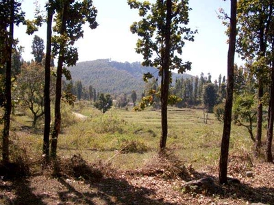 99 Acre Agricultural Land for Sale in Rest Camp, Dehradun