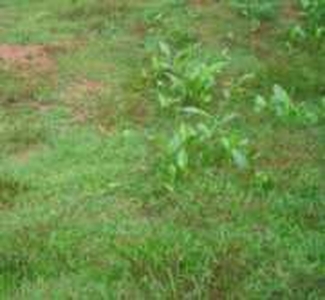 Agricultural Land 10 Acre for Sale in Eroor, Kochi
