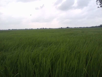 Agricultural Land 1000 Acre for Sale in Saidpur Budaun