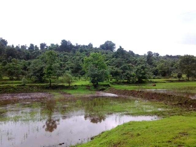 Agricultural Land 200 Acre for Sale in Mangaon, Raigad