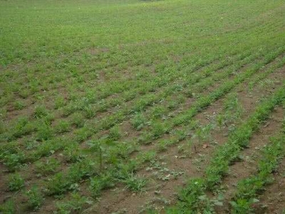 Agricultural Land 24 Acre for Sale in Ajnala, Amritsar