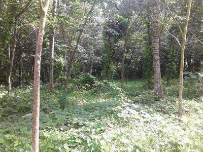 Agricultural Land 25 Cent for Sale in Palai, Kottayam