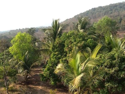 Agricultural Land 12 Ares for Sale in Alibag, Raigad