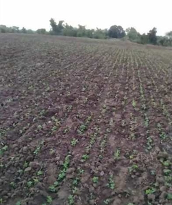 Agricultural Land 1 Acre for Sale in Noorsarai, Nalanda