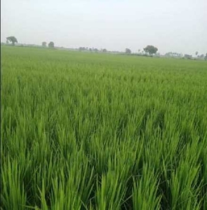 Agricultural Land 1 Acre for Sale in Ponnur, Guntur