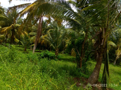 Agricultural Land 100 Cent for Sale in Pathirippala, Palakkad