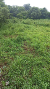 11 Acre Agricultural Land for Sale in Umbergaon, Valsad