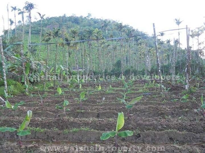 2 Acre Agricultural Land for Sale in Wayanad Road, Kozhikode