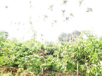 Residential Plot 2 Acre for Sale in Kumily, Idukki