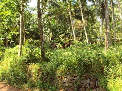 Residential Plot 20 Cent for Sale in Chelavoor, Kozhikode