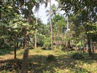 Residential Plot 28 Cent for Sale in Thenkurissi, Palakkad