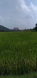 Agricultural Land 4 Acre for Sale in Sehore Bypass Road, Bhopal