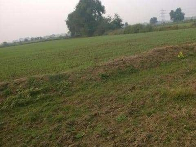 Agricultural Land 40 Bigha for Sale in Naya Bazar, Ajmer