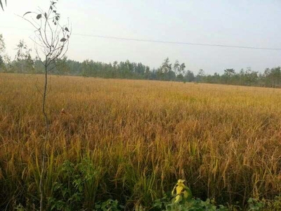 Agricultural Land 48 Acre for Sale in Dasuya Road, Hoshiarpur