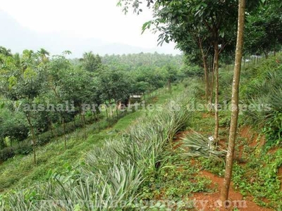 5 Acre Agricultural Land for Sale in Puthiyangadi, Kozhikode