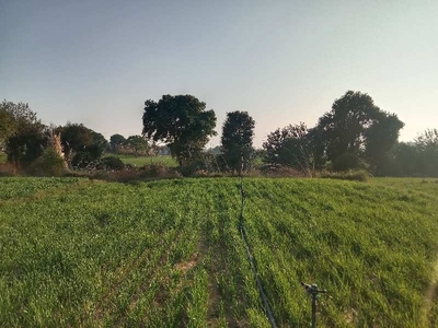 Agricultural Land 5 Bigha for Sale in Tijara Road, Alwar
