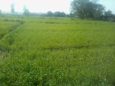 Agricultural Land 60 Bigha for Sale in Naika, Kheda