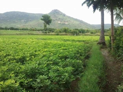 Agricultural Land 6.5 Bigha for Sale in Dharmaj Manej, Anand