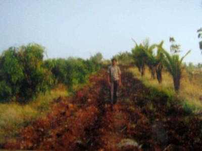 Agricultural Land 7 Acre for Sale in Arsikere, Hassan