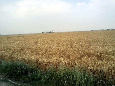 Agricultural Land 75 Acre for Sale in Saidpur Budaun