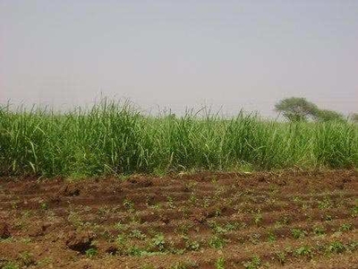 Agricultural Land 97 Bigha for Sale in Tarapur, Anand
