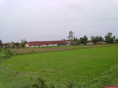 Agricultural Land 1 Acre for Sale in Dawaniwada, Gondiya