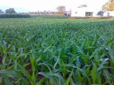 Agricultural Land 10 Acre for Sale in Urmar Tanda, Hoshiarpur