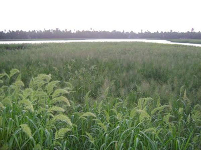 Agricultural Land 100 Cent for Sale in Varappuzha, Ernakulam